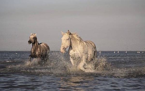 Séjour rêvé en bord de mer en Camargue