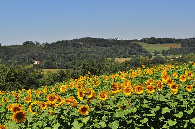 Les options de camping idéales pour des vacances en plein air dans le Béarn