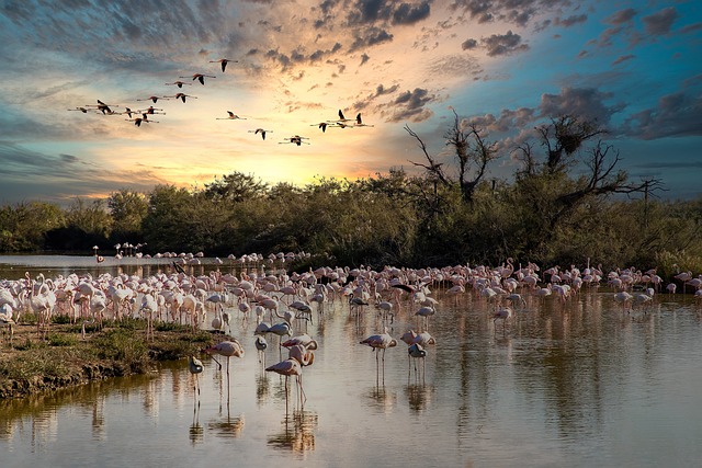 Séjour balnéaire dans les campings en bord de mer en Camargue